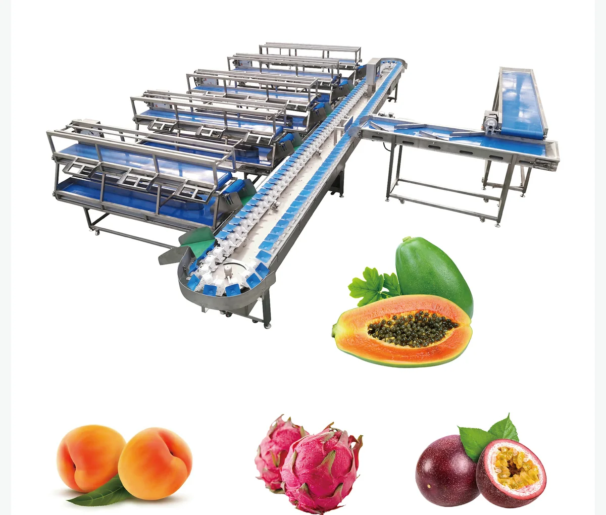Weighing & Sorting Conveyor Line for food processing
